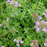 Pink Chintz Thyme